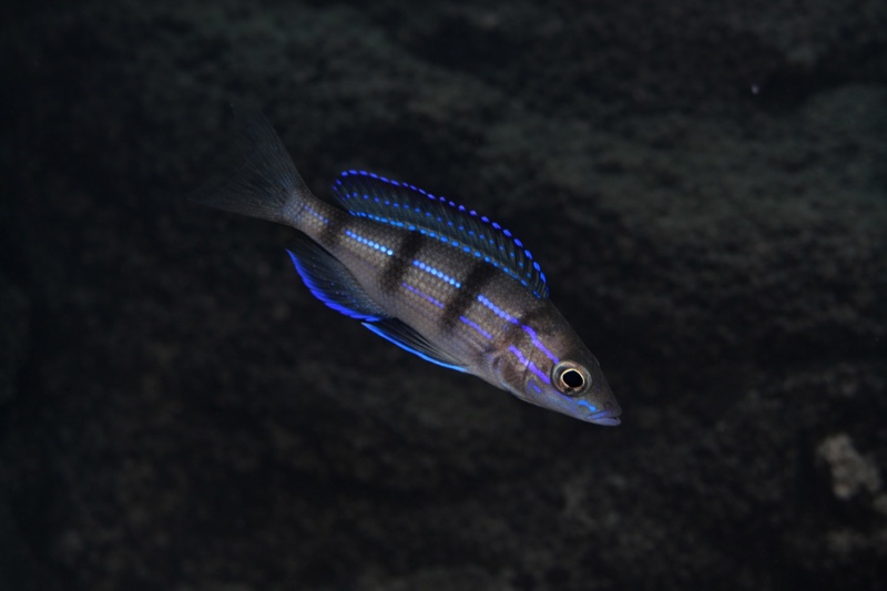 Paracyprichromis sp. 'ammelrooyi' Mahale Mountains NP